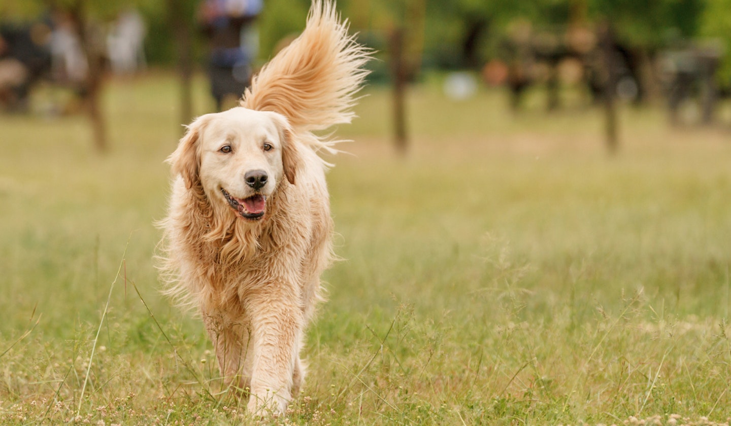 The best family dogs UK